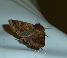 Papillon noctuelle.