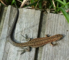 Lézard vivipare.