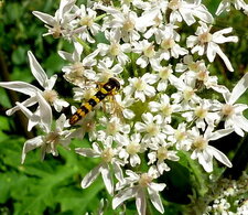 Syrphe porte- plume. (Sphaerophoria scripta )