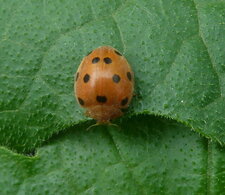 Coccinelle de la bryone