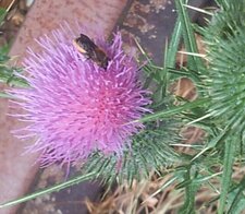 abeille