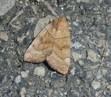Cosmia trapezina