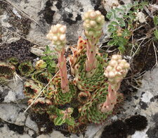 Sempervivum calcareum