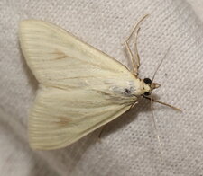 Papillon nocturne
