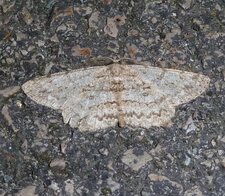 Boarmie pointillée Hypomecis punctinalis. Phalène. Noctuelle.