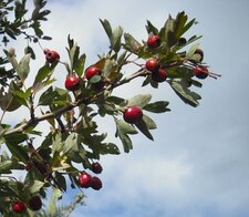 Aubépine en fruits
