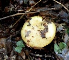 Russule 