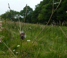 Epeire des roseaux larinoides comutus.