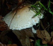 Champignon.