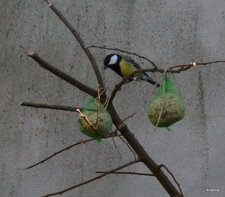 Mésange