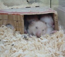 Hamsters