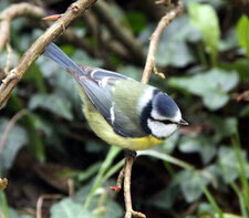 Mésange bleue 2