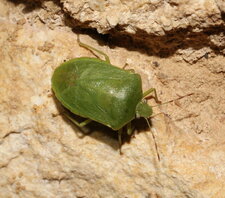 Punaise verte