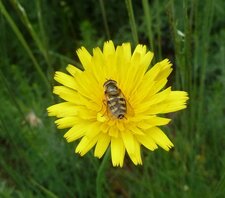 Helophilus trivittatus 