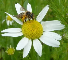 Abeille domestique.