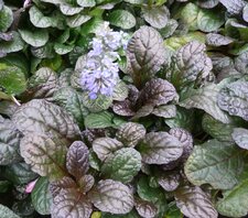 Ajuga reptans
