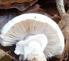 Amanite vireuse - Amanita virosa - Ange de la mort.