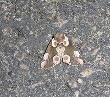 le Batis Thyatira batis.Noctuelle.