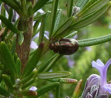 Chrysomèle américaine - Chrysolina americana