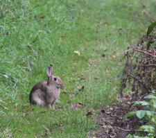 Oryctolagus cuniculus ou lapin de garenne