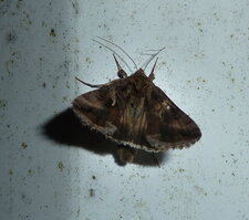 Autographa gamma.