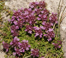 Saxifrage à feuilles opposées