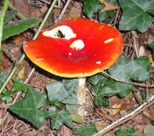 Amanite