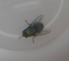 Mouche verte Lucillia