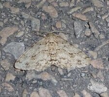 Phalène - Noctuelle
