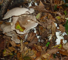 Champignons.