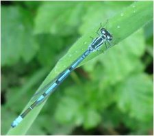 Agrion jouvencelle