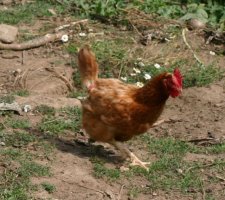 Poule