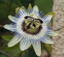 Fleur de passiflore bleue