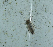 Trichocera 