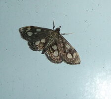Anania funebris .