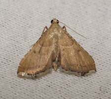 Papillon