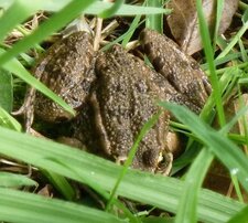 Crapaud
