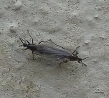 Accouplement de...?