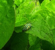 Larve de coccinelle ?