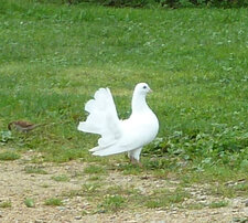 Pigeon paon