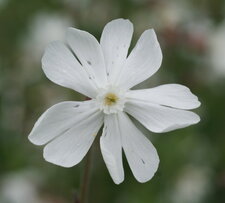 Silène