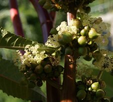 Fleur de ricin commun