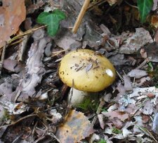 Champignon