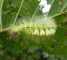Elkneria pudibunda (puribonde)
