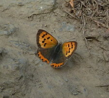 Lycaena phlaeas (Le Bronzé).