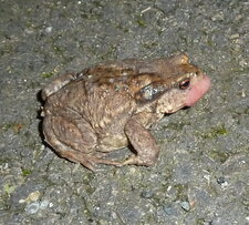 Crapaud.