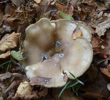 clitopile petite prune