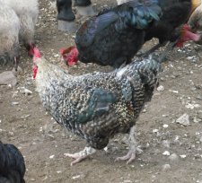La poule Wyandotte