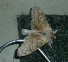 Le Bombyx du hêtre ou Staurope ou Ecureuil Stauropus fagi.Noctuelle.