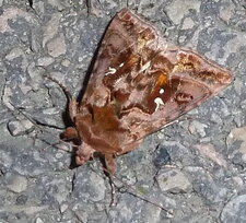 Le Lambda Autographa gamma - Noctuelle